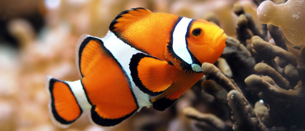 免费轰炸电话软件