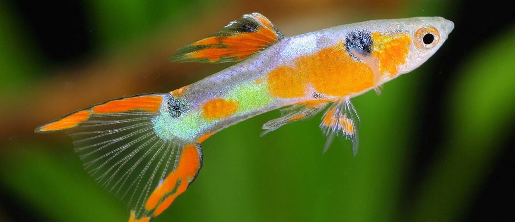 轰炸电话在线使用