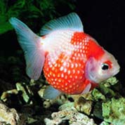 用心为您着想的云呼官网