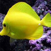 无限短信网页在线轰炸