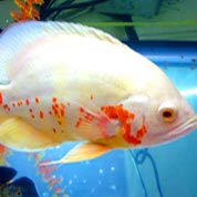 正版激活的免费短信云呼轰炸