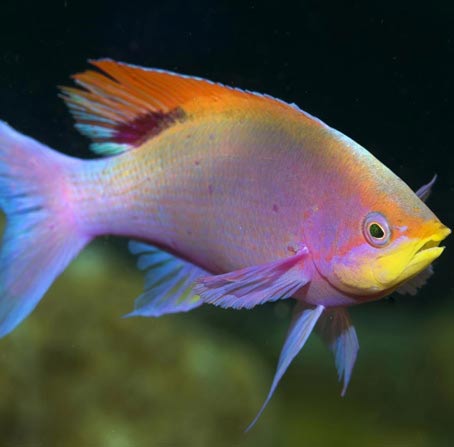 智能资源调配的中国移动防电话轰炸